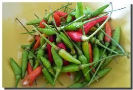 200 Hot Chilli Pepper Herb Seeds GUARANTEE 90 Live