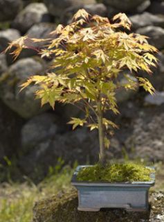 Varigated Flowering Maple Bonsai Tree  Large