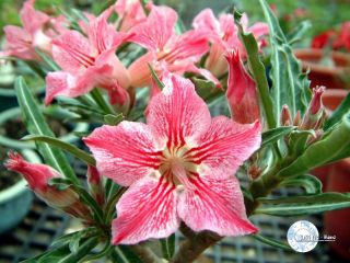  garden of taiwan you are bidding on 10 fresh seeds from adenium obesum