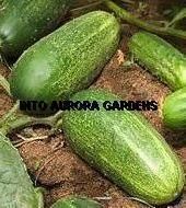 50 Spacemaster Cucumber Bush Seeds Small Garden or Pots