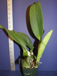 Cattleya Gaskelliana MT Haleakala Flowering Size Species Orchid 5 31