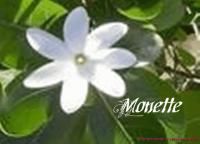 CBD Monette Perfume Oil Roll on Tropical Flowers