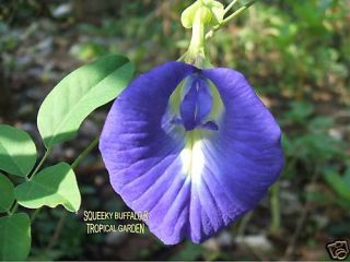 20 Fresh Butterfly Pea Vine Seeds Blue Garden Flower