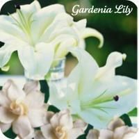 CBD Gardenia Lily Perfume Oil Rollon Uplifting Floral