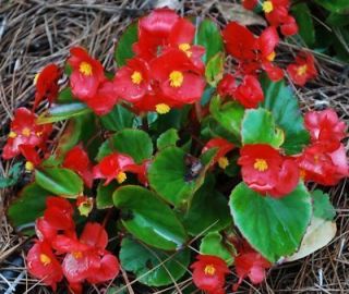 75 ANNUAL FLOWER GARDEN SEEDS BEGONIA WAX RED BLOOMS ALL SUMMER