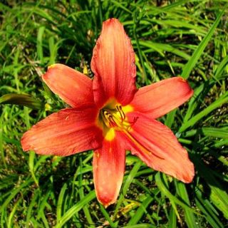 PINK DAMASK PINK DAYLILY  DF   LIVE PLANTS   PERENNIAL FLOWERS