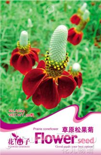 Pack 30 Flowers Seeds Meringue Coneflower Echinacea Seeds Home Garden