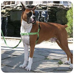  Walk No Pull Dog Harness Leash Gentle Leader Choose Size Color