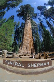 general sherman giant sequoia tree sequoia national park the general
