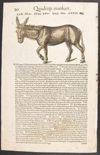 Gesner 1560 Framed Folio Woodcut Horse Equus 19
