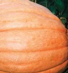 Pumpkin Dills Atlantic Giant 10 Seeds