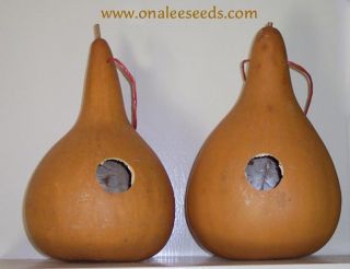36 Birdhouse Gourd Seeds Detailed Grow Dry Instr