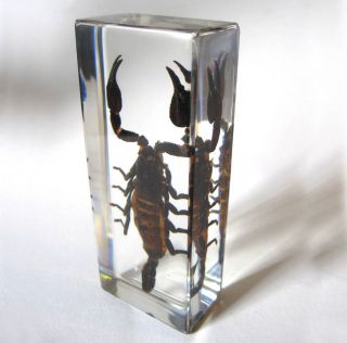 Real Scorpion Specimen in Glass Block Paperweight Desk Decor Oddity