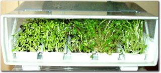  AUTOMATIC SPROUTER  EASY GREEN SPROUT GROWING MACHINE   GROW SPROUTS