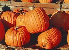 Pumpkin Dills Dills Atlantic Giant 50 Seeds GroCo