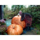 Dills Atlantic Giant Pumpkin 15 Seeds Huge