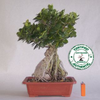 Bonsai Green Isle Ficus Upright GR 002