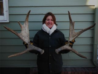 Premium moose shed Antlers Antler horns Taxidermy Log home Decor Dog