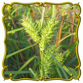Common Hop Sedge Jumbo Wild Grass Seed Packet 80