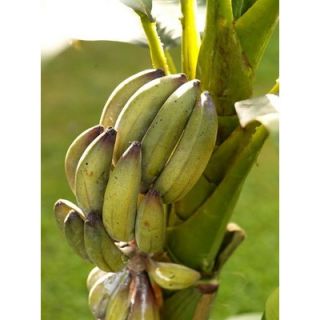 Flora Novara 96 Artificial Banana Tree