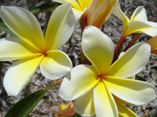 the plumeria is such an easy to grow and long