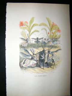 Grandville Des Animaux 1842 Hand Col Print Dancing Insects