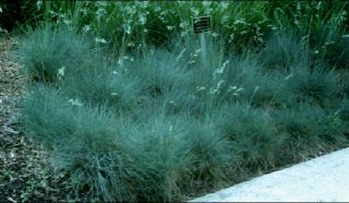 Blue Festuca Ornamental Grass Seed Select