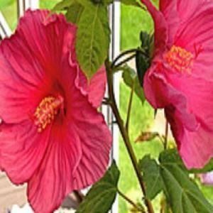 giant hardy hibiscus hibiscus moscheutos plant you can now enjoy