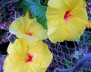 Tropical Exotic Hibiscus Plant James Hendry aka Hula Girl