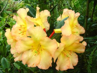 Vireya Harry Wu Highly Prized Tropical Rhododendron