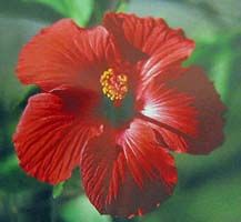 Hawaiian Hibiscus Plant cuttings Mixed Grow Hawaii
