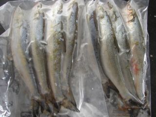 Large Skipjack Herring Approx 2 lbs per Bag 10 Bags Total Catfish Bait