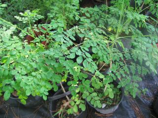 LIVE Moringa Oleifera TREE Drumstick Horseradish PLANT Health Benefits