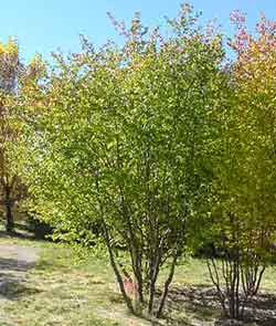 Washington Hawthorn Tree Shrub Bonsai SEEDS