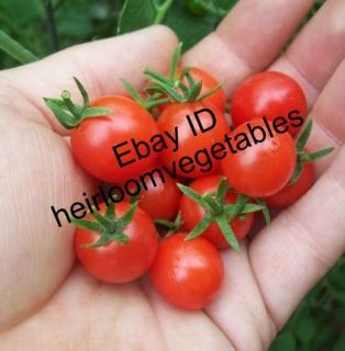 30 Red Cherry Heirloom Tomato Seeds Same Day Shipping