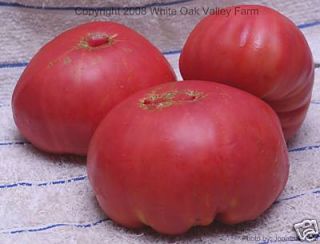 German Queen RARE Heirloom Pink Tomato 30 Seeds Low Acid Sweet Flavor