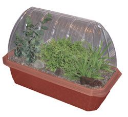 Healing Herb Indoor Window Terrarium Garden Fast SHIP