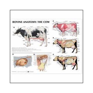 Bovine Anatomy: The Cow Anatomical Chart 20 X 26