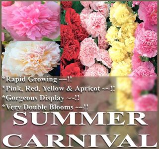 Hollyhock Summer Carnival Mix Flower Seeds Perennial
