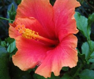 Hibiscus Plant Tropical Single Coral Orange Pink Hawaiian Sunset