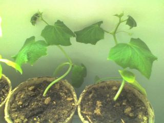 British Columbia Jumbo Honeydew Melon Plant 10 Seeds