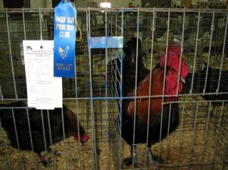 Exhibition Line French Black (blue) Copper Maran Hatching Eggs for