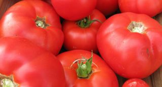 Heirloom Tomato RED BEEFSTEAK non gmo 25 seeds open pollinated
