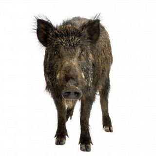 Hogs Wine Blitzkrieg Game Calls Hog Lure Bait Boar