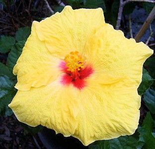 Tropical Exotic Hibiscus Plant James Hendry aka Hula Girl