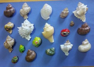 Hermit Crab Shells in Collectibles