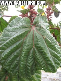  Unusual Tropical Plant Big Leaves Foliage Hibiscus Collector
