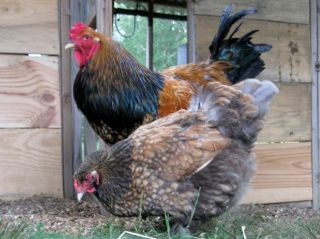 Buff Laced Gold Laced Blue Laced Gold Brahma Hatching Eggs 4