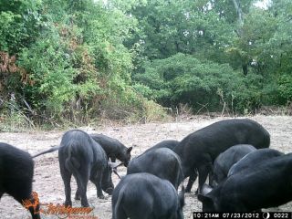  Oklahoma Wild Hog Hunts