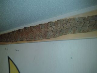 Huge Snake Skin for Sale 9ft and 5in Long 10in Wide in The Middle